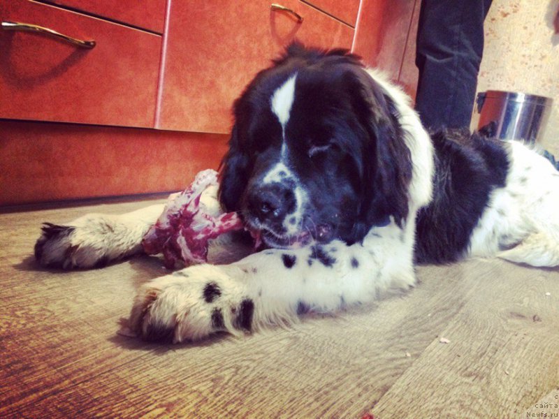 Фото: ньюфаундленд Bering ot Karel'skih Medvedey (Беринг от Карельских Медведей)