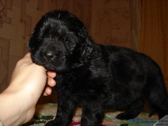 Фото: ньюфаундленд Mag Ispolin Borislava dlya Ol'gi (Маг Исполин Борислава для Ольги)