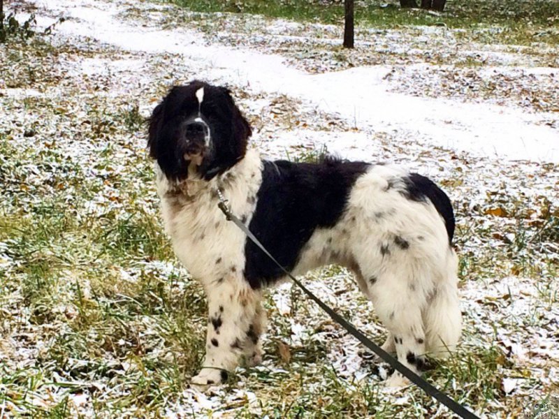 Фото: ньюфаундленд Bering ot Karel'skih Medvedey (Беринг от Карельских Медведей)