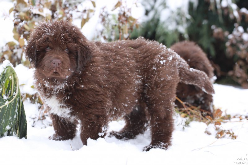 Фото: ньюфаундленд Brownblood MSK Abrams-Strong (Браунблад МСК Абрамс-Стронг)