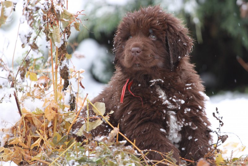 Фото: ньюфаундленд Brownblood MSK Audi Red Less (Браунблад МСК Ауди Рэд Лэсс)