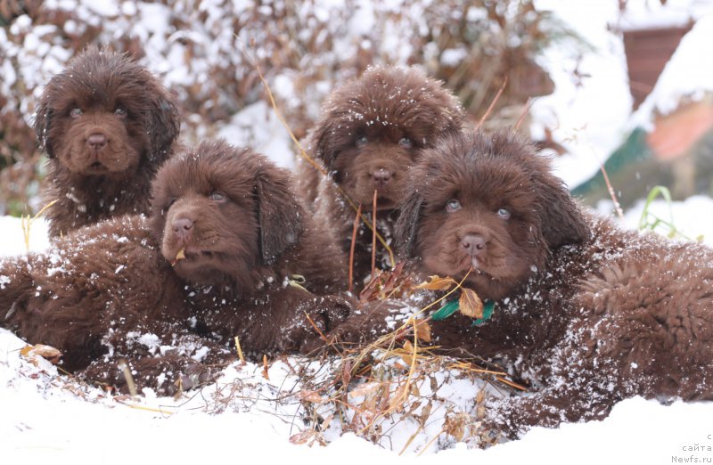 Фото: ньюфаундленд Brownblood MSK Armata Loyar Aid (Браунблад МСК Армата Лойар Аид), ньюфаундленд Brownblood MSK Another Love Tender Ebony (Браунблад МСК Аназер Лав Тендер Эбони)