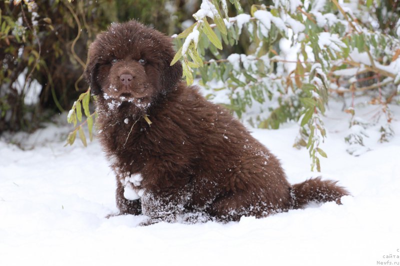 Фото: ньюфаундленд Brownblood MSK Alfa-Romeo Gold Baddy (Браунблад МСК Альфа-Ромео Голд Бадди)