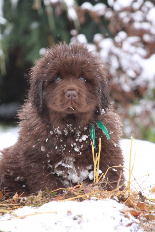 Фото: ньюфаундленд Brownblood MSK Another Love Tender Ebony (Браунблад МСК Аназер Лав Тендер Эбони)