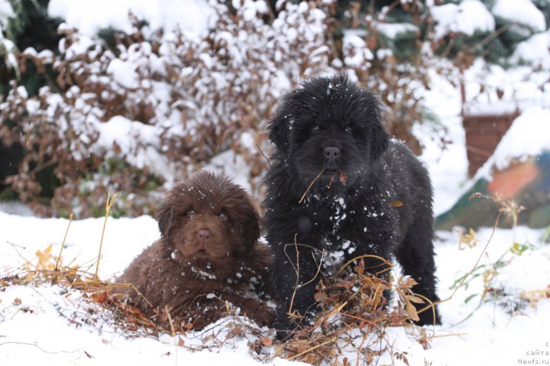 Фото: ньюфаундленд Brownblood MSK Amadey-Defender (Браунблад МСК Амадей-Дефендер)