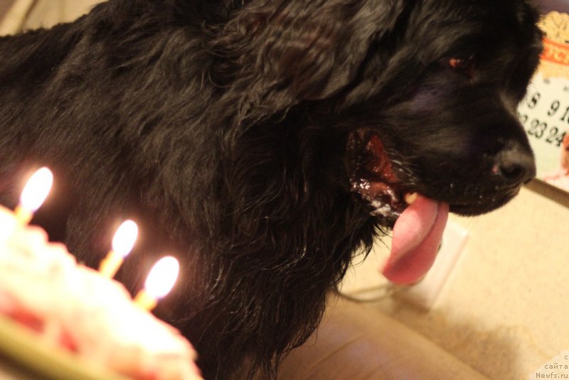 Фото: ньюфаундленд Valmond Pobeditel (Валмонд Победитель)