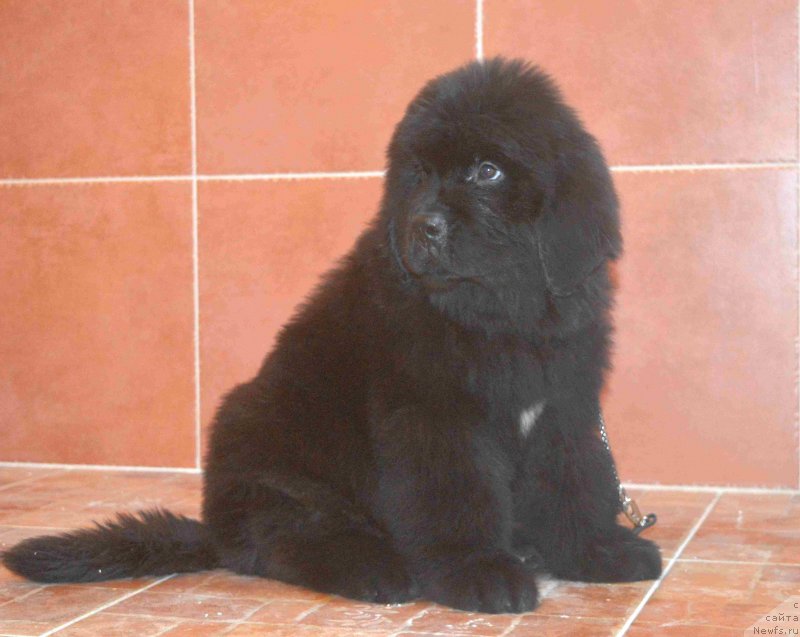 Фото: ньюфаундленд Angelo Orso Bella Donna (Анджело Орсо Белла Донна)