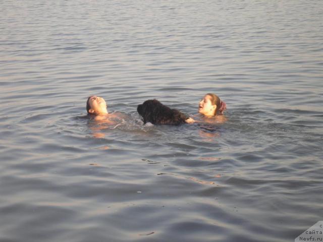 Фото: ньюфаундленд Ottava (Оттава)