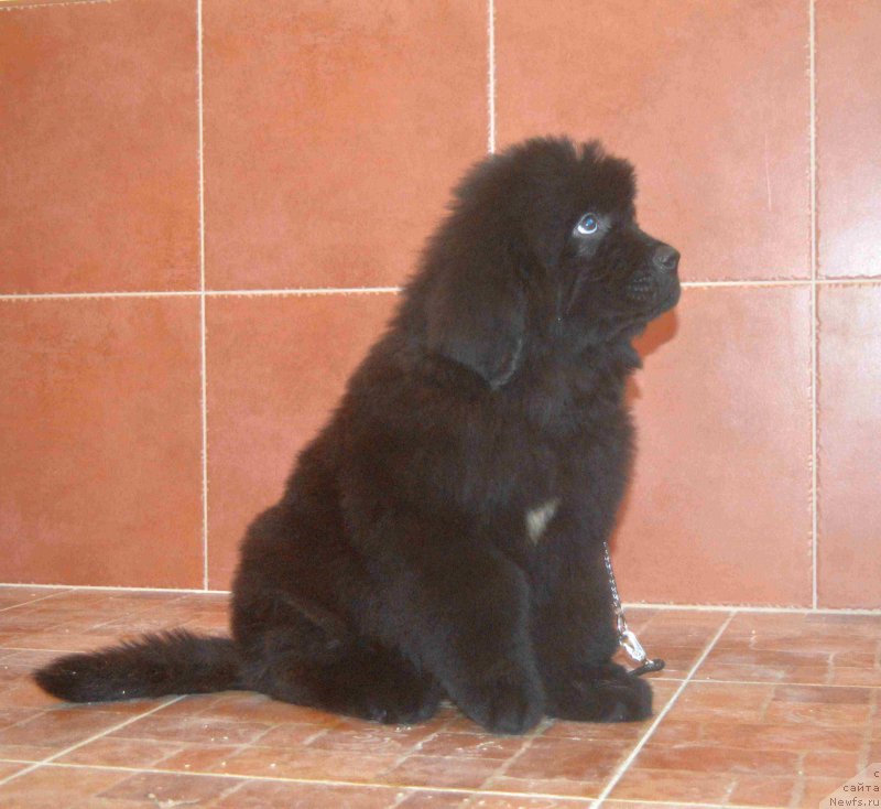 Фото: ньюфаундленд Lufsenburgs Ulli Utopih