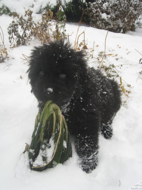 Фотография № 216205