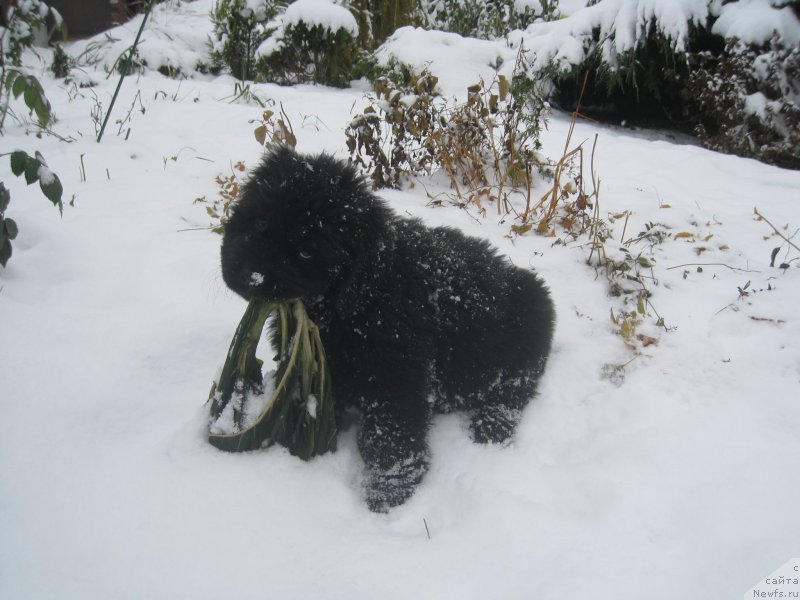 Фото: ньюфаундленд Brownblood MSK Amadey-Defender (Браунблад МСК Амадей-Дефендер)