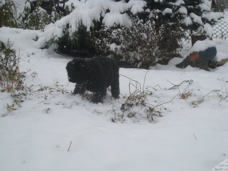 Фото: ньюфаундленд Brownblood MSK Amadey-Defender (Браунблад МСК Амадей-Дефендер)