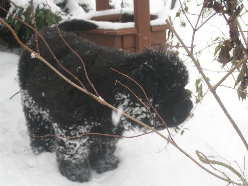 Фото: ньюфаундленд Brownblood MSK Amadey-Defender (Браунблад МСК Амадей-Дефендер)