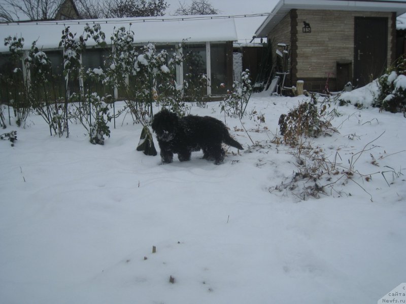 Фото: ньюфаундленд Brownblood MSK Amadey-Defender (Браунблад МСК Амадей-Дефендер)
