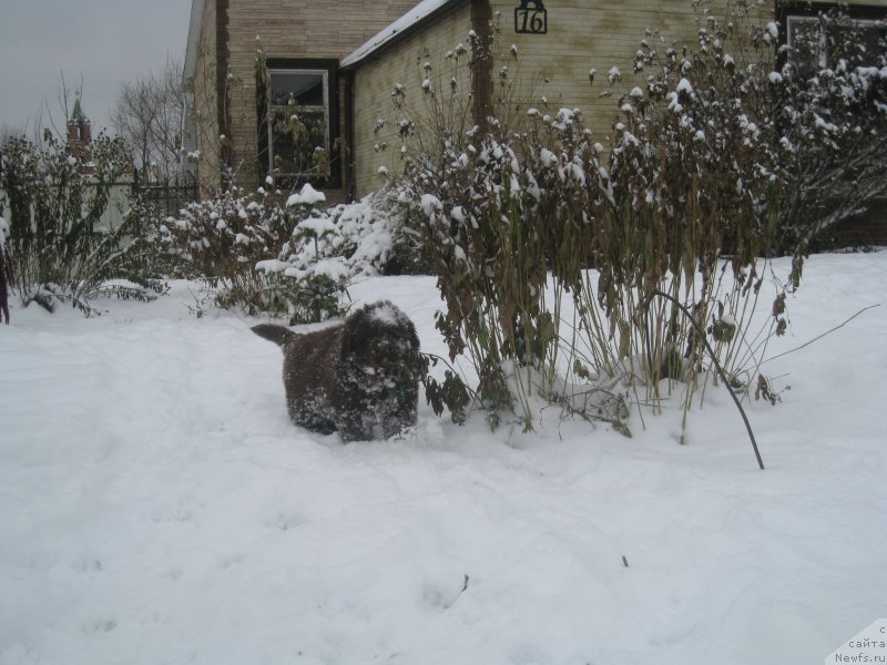 Фото: ньюфаундленд Brownblood MSK Another Love Tender Ebony (Браунблад МСК Аназер Лав Тендер Эбони)