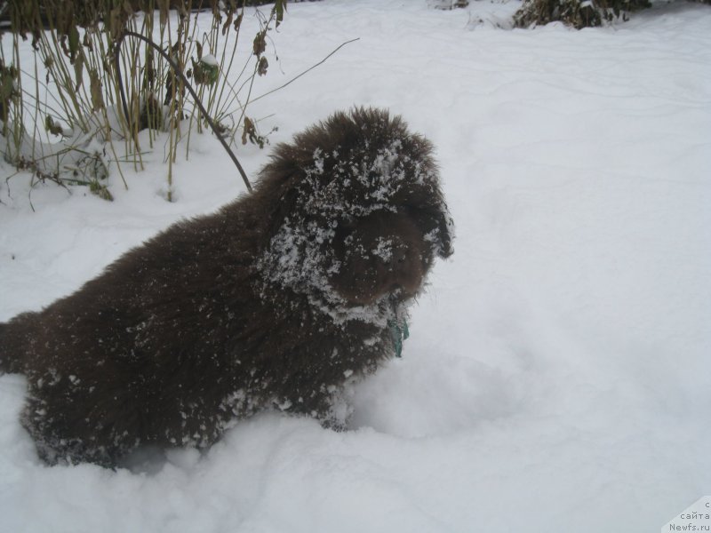 Фото: ньюфаундленд Brownblood MSK Another Love Tender Ebony (Браунблад МСК Аназер Лав Тендер Эбони)