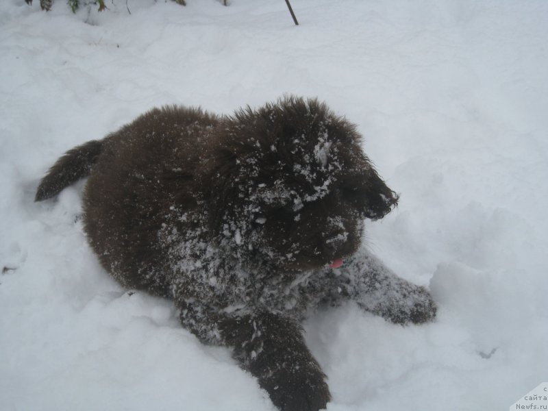 Фото: ньюфаундленд Brownblood MSK Another Love Tender Ebony (Браунблад МСК Аназер Лав Тендер Эбони)