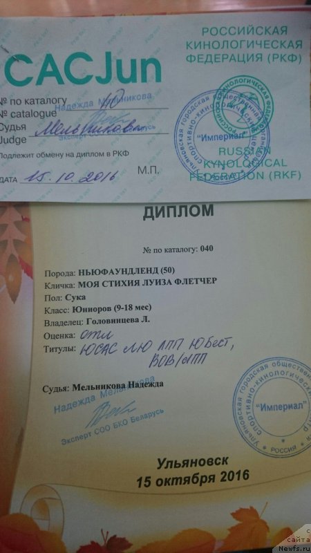 Фото: ньюфаундленд Moya Stihiya Luiza Fletcher (Моя Стихия Луиза Флетчер)