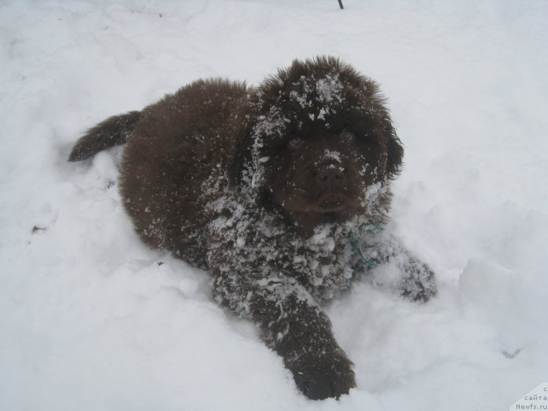 Фото: ньюфаундленд Brownblood MSK Another Love Tender Ebony (Браунблад МСК Аназер Лав Тендер Эбони)