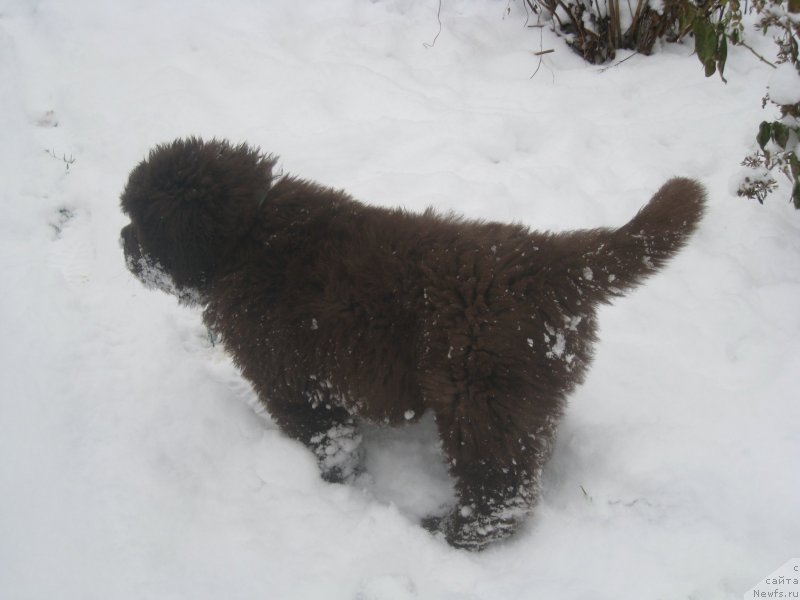 Фото: ньюфаундленд Brownblood MSK Another Love Tender Ebony (Браунблад МСК Аназер Лав Тендер Эбони)