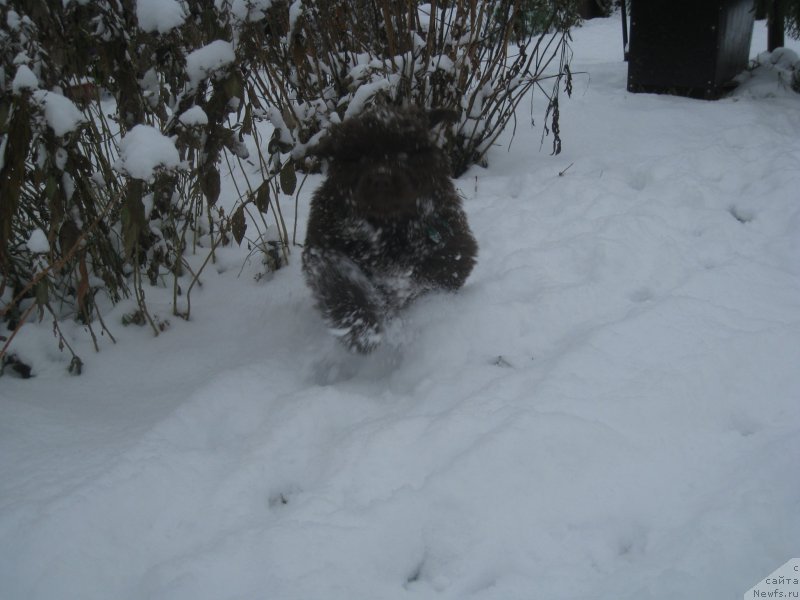 Фото: ньюфаундленд Brownblood MSK Another Love Tender Ebony (Браунблад МСК Аназер Лав Тендер Эбони)