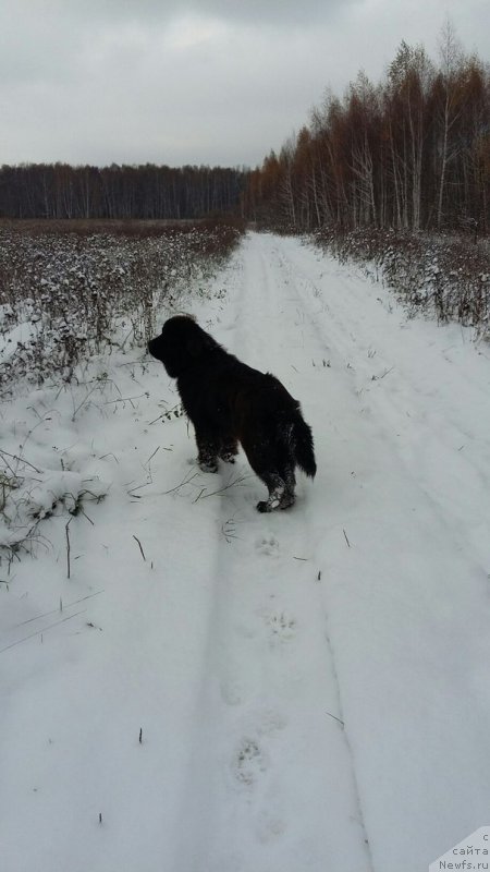 Фото: ньюфаундленд Sirius Bol'shoy Pes (Сириус Большой Пес)
