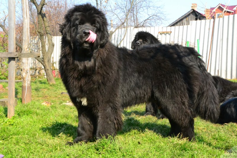 Фото: ньюфаундленд Talisman Morya La-Valetta (Талисман Моря Ла-Валетта)