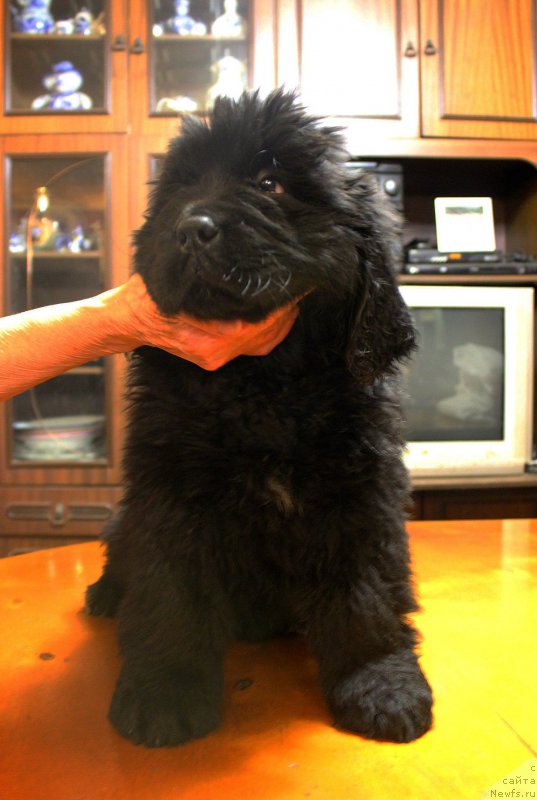 Фото: ньюфаундленд Brownblood MSK Amadey-Defender (Браунблад МСК Амадей-Дефендер)