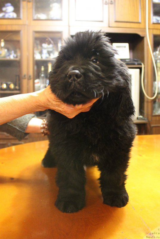 Фото: ньюфаундленд Brownblood MSK Amadey-Defender (Браунблад МСК Амадей-Дефендер)