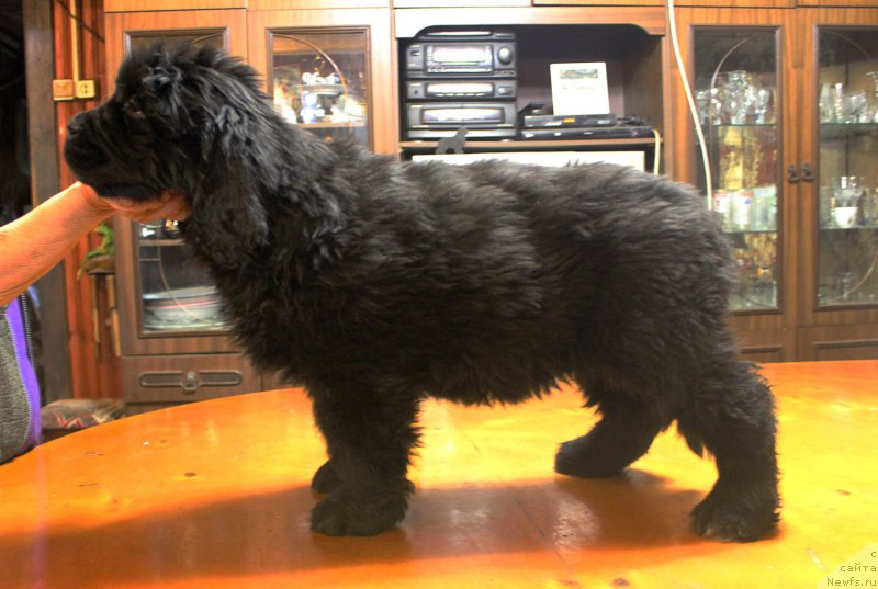 Фото: ньюфаундленд Brownblood MSK Amadey-Defender (Браунблад МСК Амадей-Дефендер)