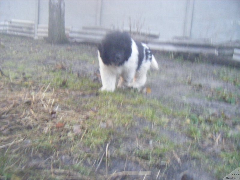 Фото: ньюфаундленд Ise King Zefir Super Mishka