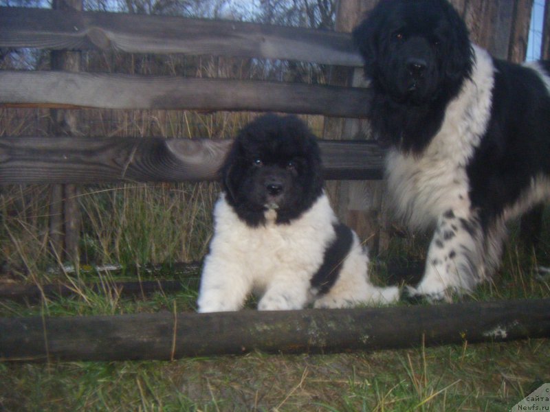 Фото: ньюфаундленд Ise King Zefir Super Mishka