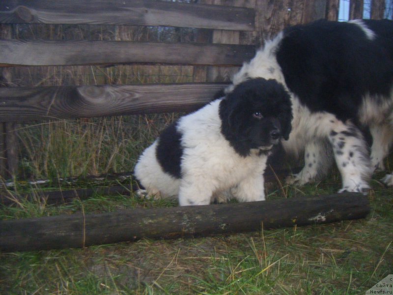 Фото: ньюфаундленд Ise King Zefir Super Mishka