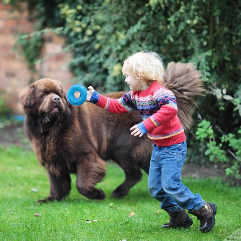 Фото: ньюфаундленд Nobl King May Lord Simba (Нобл Кинг Май Лорд Симба)