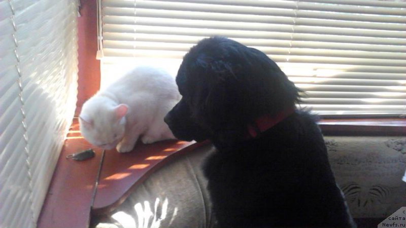 Фото: ньюфаундленд CHelesta Remarkabl Vench (Челеста Ремаркабл Венч)