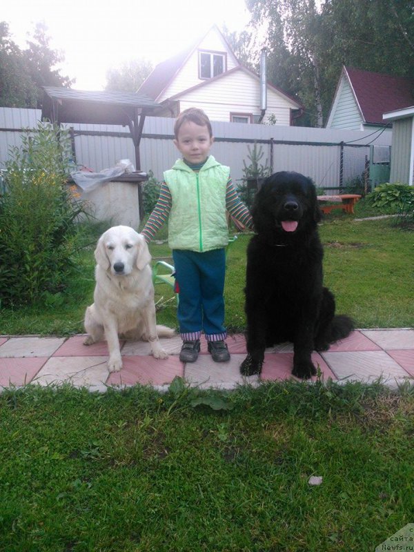 Фото: ньюфаундленд CHelesta Remarkabl Vench (Челеста Ремаркабл Венч)