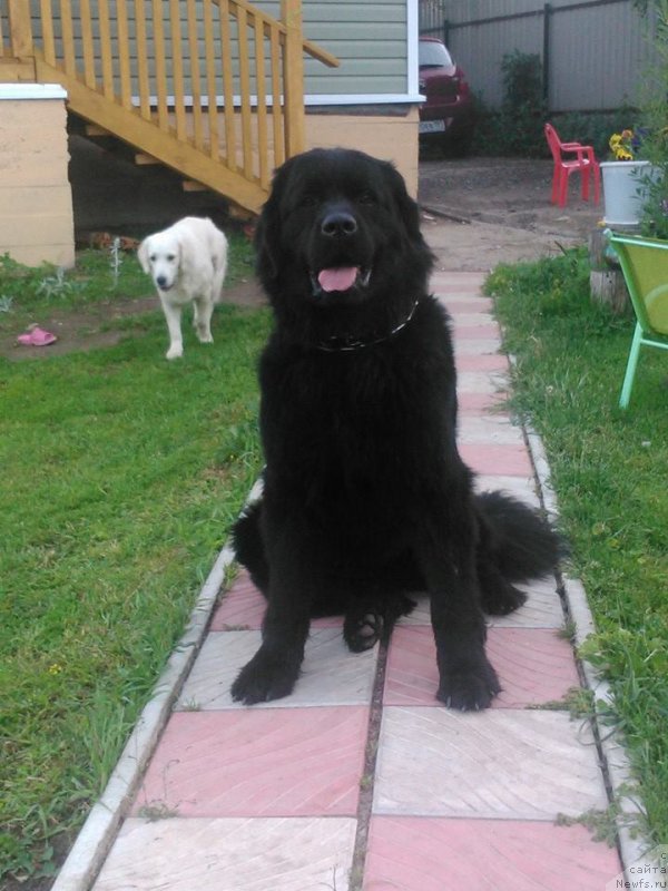 Фото: ньюфаундленд CHelesta Remarkabl Vench (Челеста Ремаркабл Венч)