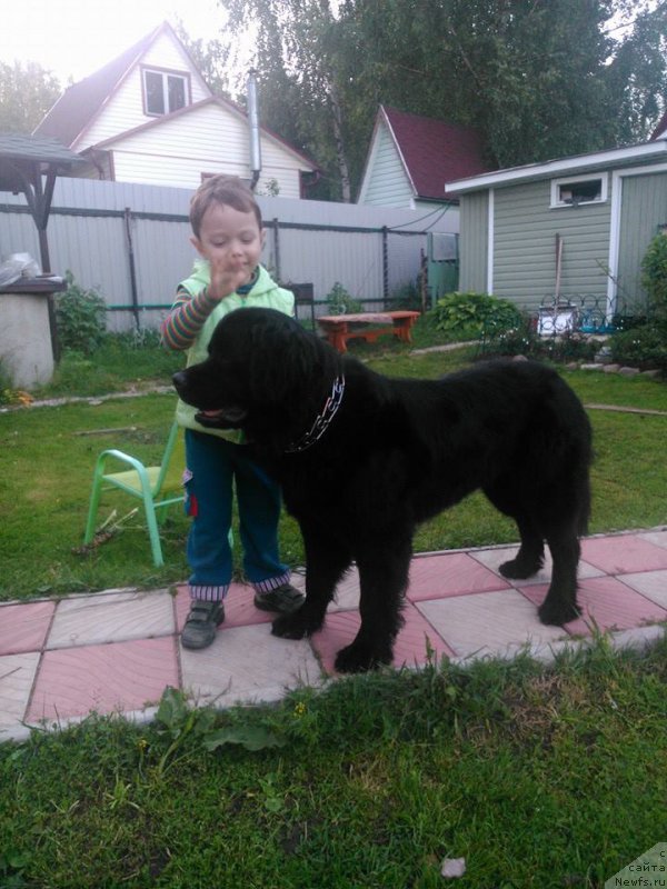 Фото: ньюфаундленд CHelesta Remarkabl Vench (Челеста Ремаркабл Венч)