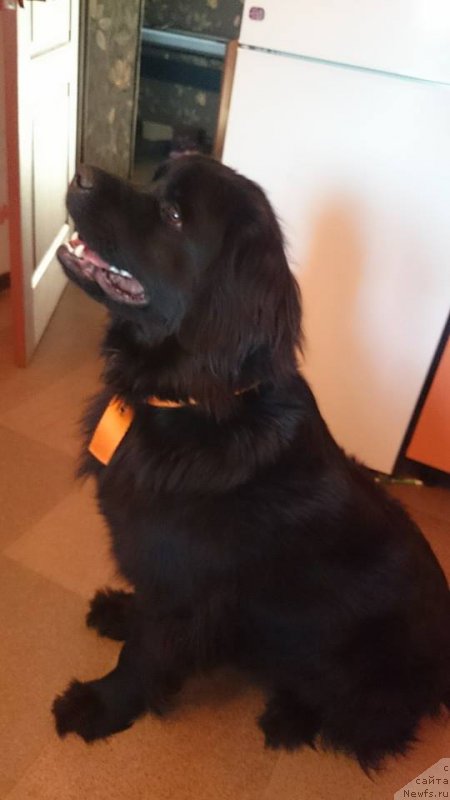 Фото: ньюфаундленд CHelesta Remarkabl Vench (Челеста Ремаркабл Венч)