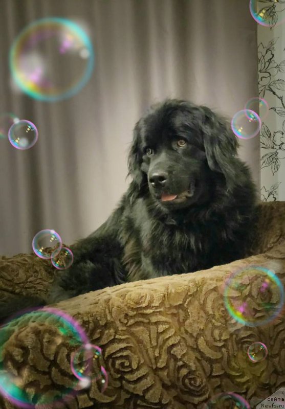 Фото: ньюфаундленд CHelesta Remarkabl Vench (Челеста Ремаркабл Венч)