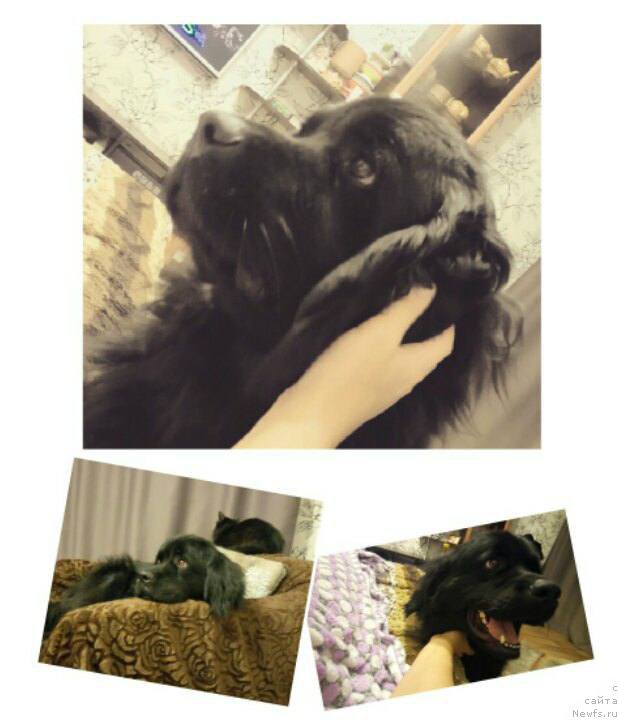 Фото: ньюфаундленд CHelesta Remarkabl Vench (Челеста Ремаркабл Венч)