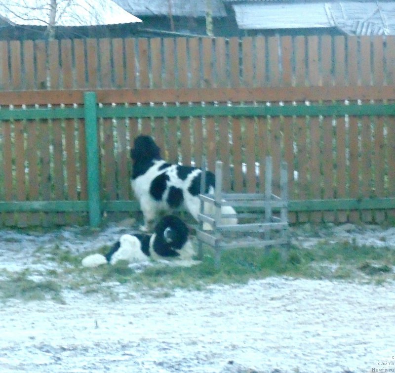 Фото: ньюфаундленд Super Bizon Melodiya (Супер Бизон Мелодия)