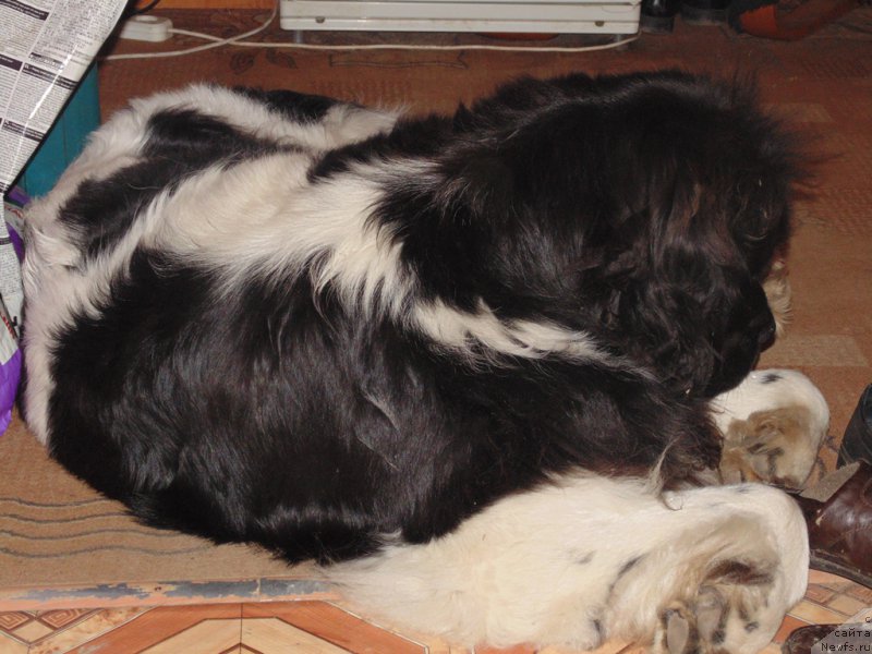 Фото: ньюфаундленд Super Bizon Melodiya (Супер Бизон Мелодия)