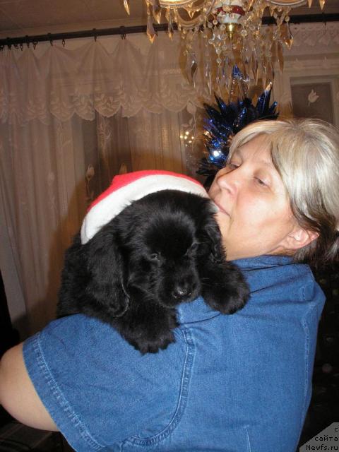 Фото: ньюфаундленд Ottava (Оттава)