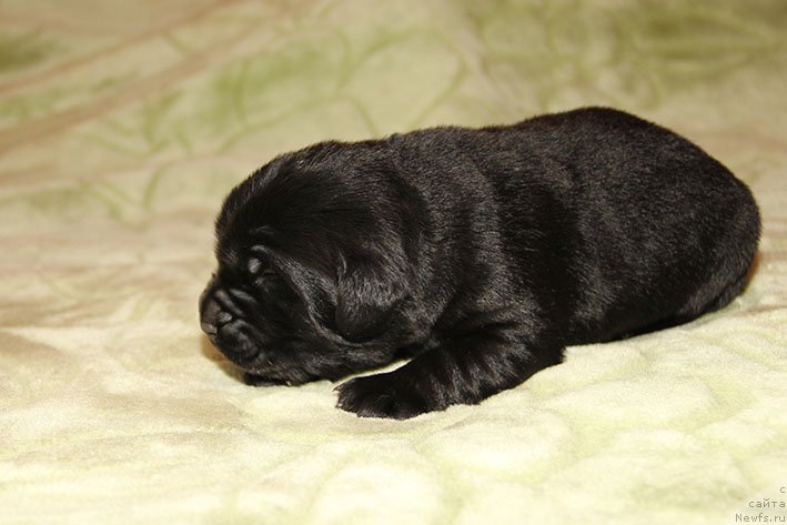 Фотография № 216313