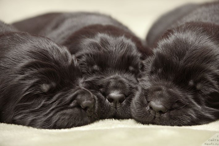 Фотография № 216315