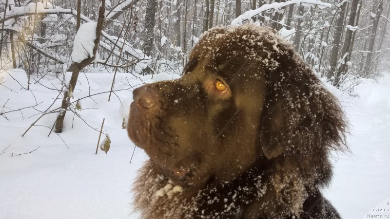 Фото: ньюфаундленд Brownblood MSK Zhanara Haya (Браунблад МСК Жанара Хайя)