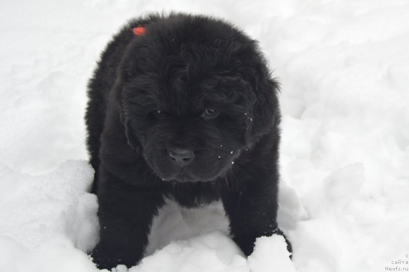Фото: ньюфаундленд CHernyiy Balu Landgraft (Черный Балу Ландграфт)
