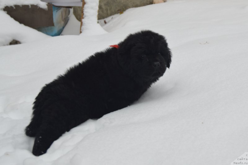 Фото: ньюфаундленд CHernyiy Balu Landgraft (Черный Балу Ландграфт)
