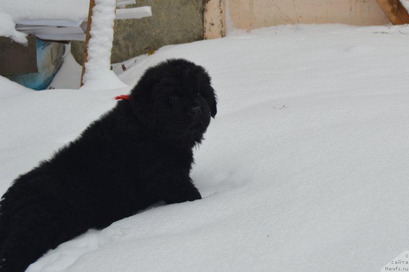 Фото: ньюфаундленд CHernyiy Balu Landgraft (Черный Балу Ландграфт)